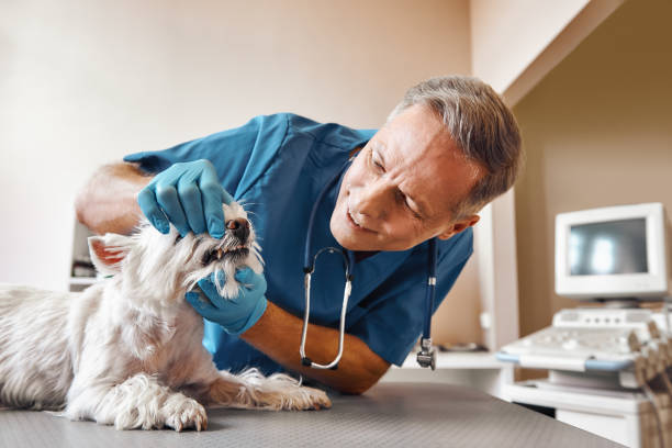 Best Broken Tooth Emergency  in Creedmoor, NC